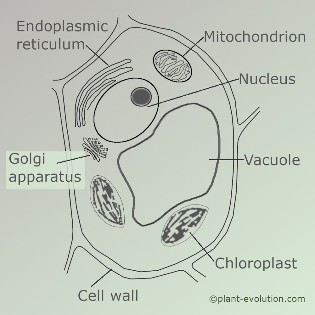 Schematic drawing of main elements of a plant cell, including chloroplast, nucleus and golgi apparatus