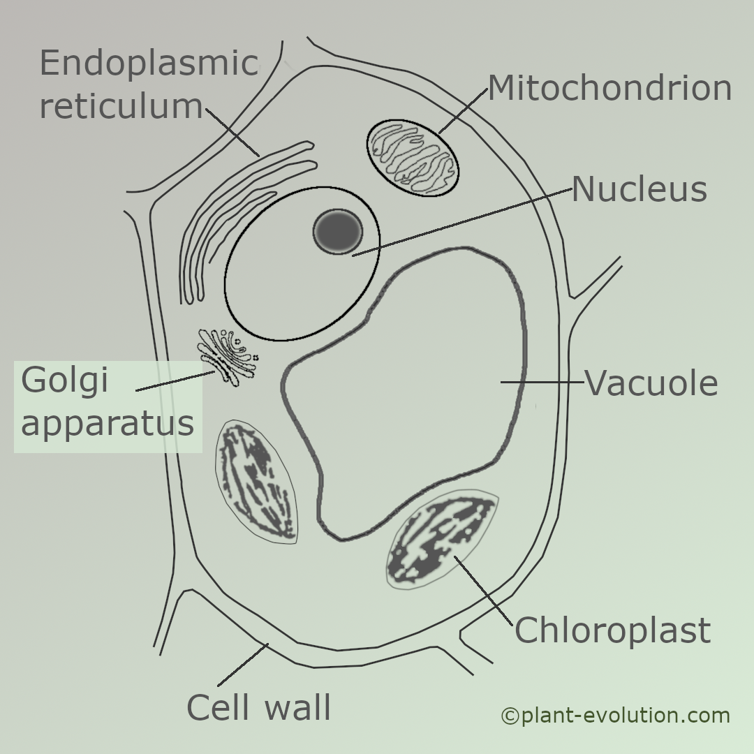 Plantae Cell Structure