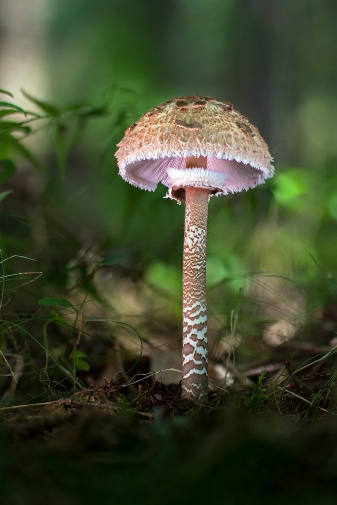 Photo of parasol mushroom
