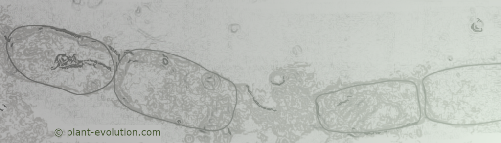 Illustration of a filament of cyanobacteria Gunflintia showing rectangular shaped cells
